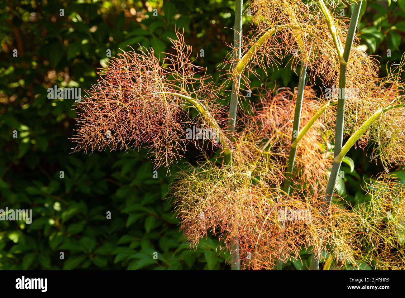 Foeniculum vulgare 'Purpureum' bronze fennel catching the evening light. Stock Photo