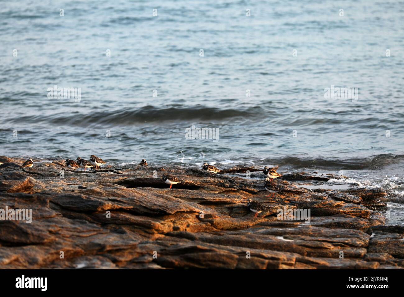 Birds on the coast of Brittany on a rock Stock Photo