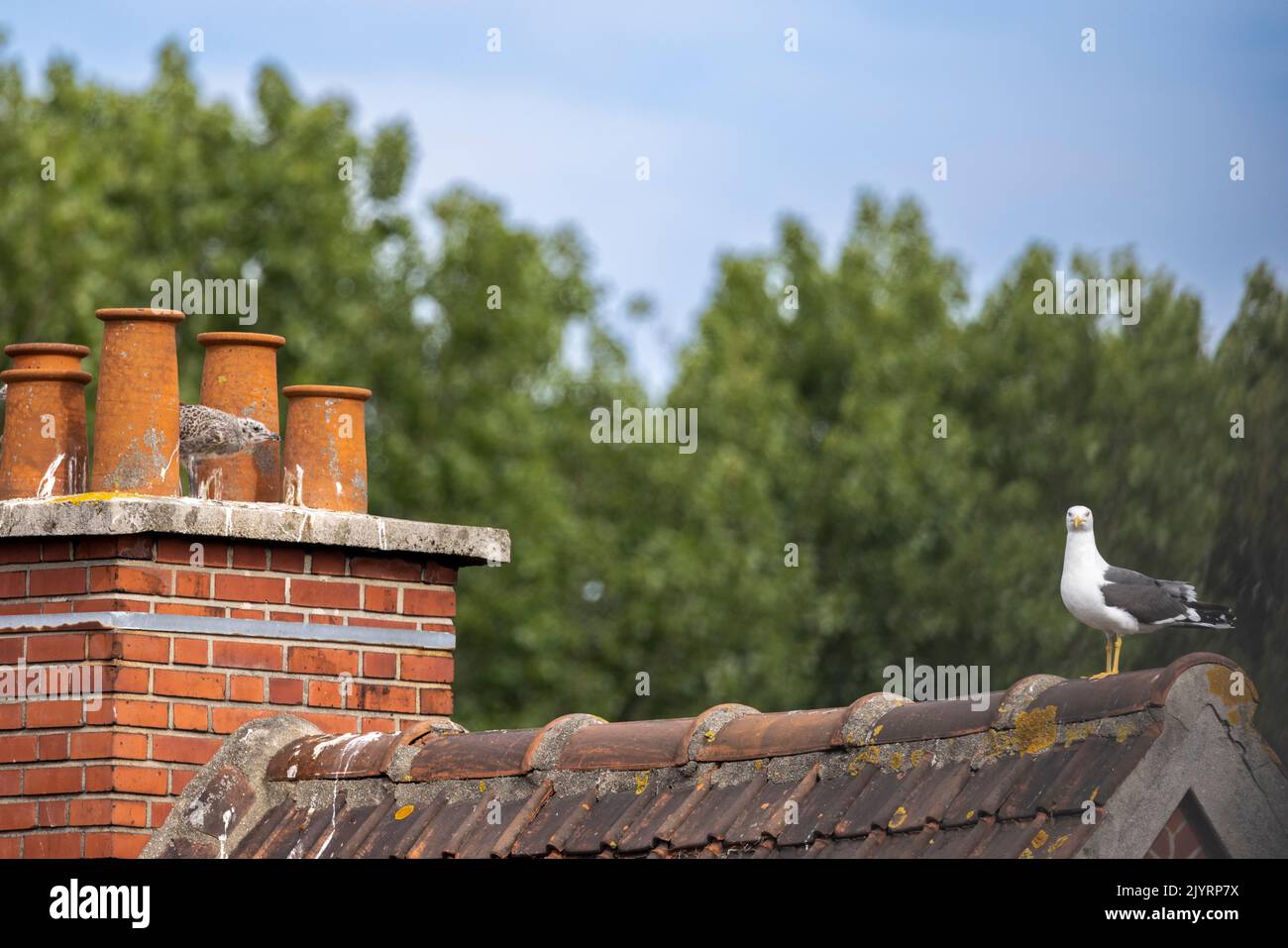 Great black-backed gull (Larus marinus) and its young on a roof in town, summer, Calais, France Stock Photo