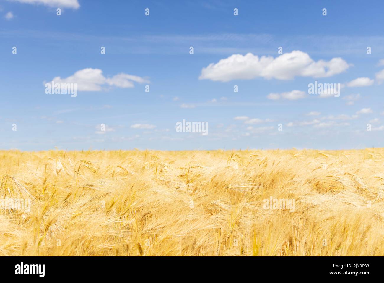 Barley field, spring, Pas de Calais, France Stock Photo