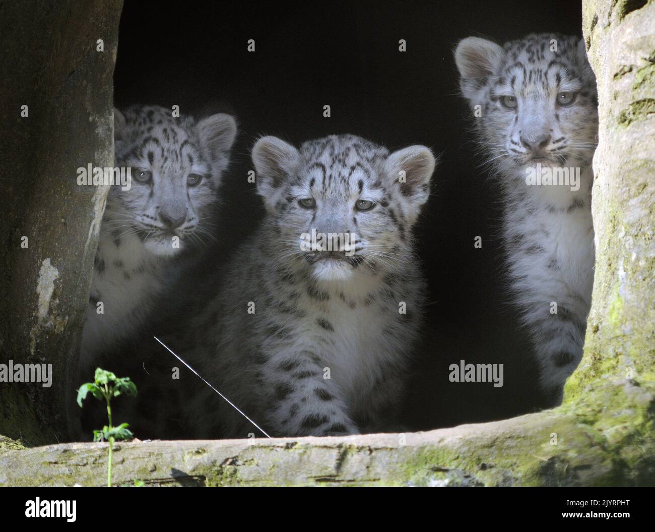 THREE VERY RARE SNOW LEOPARD CUBS SEE DAYLIGHT FOR THE FIRST TIME AS 