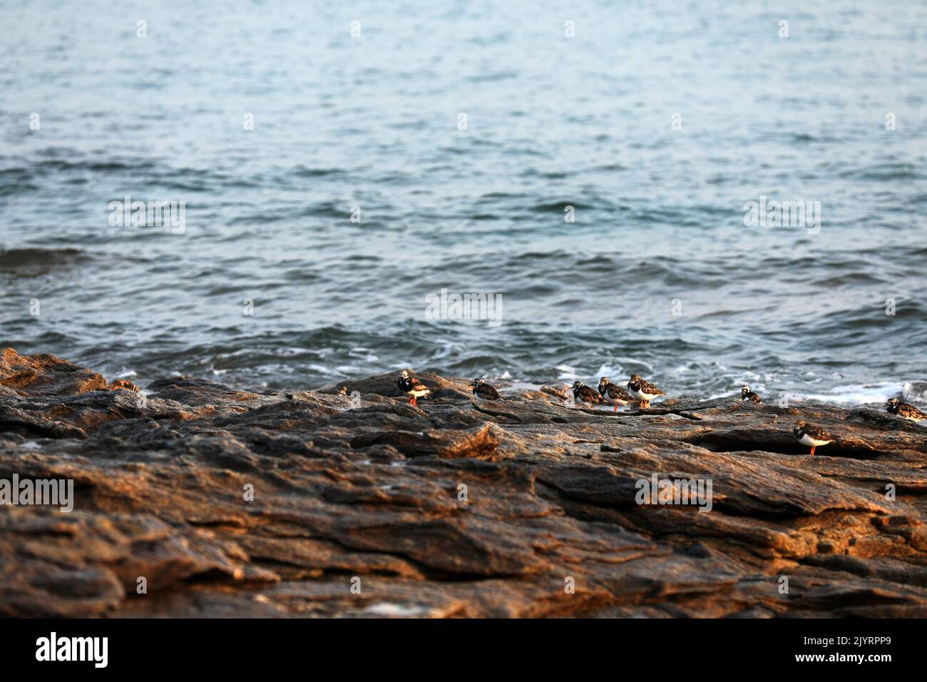 Birds on the coast of Brittany on a rock Stock Photo