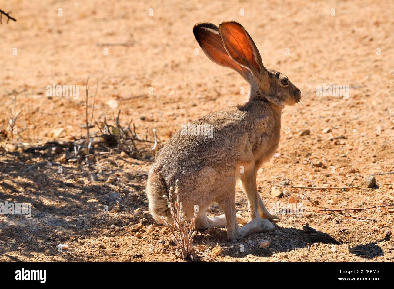 Black tailed jackrabbit lepus californicus deserticola hires stock