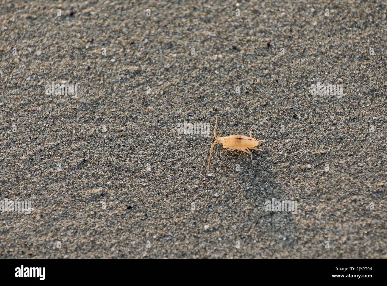 Beach flea on a beach in Brittany Bretagne Stock Photo
