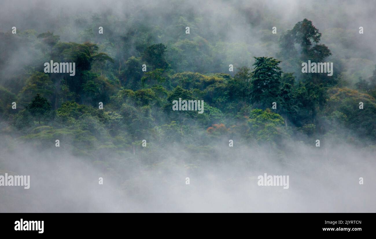 Tropical forest in the morning mist. Bwindi Impenetrable National Park Uganda. Africa. Stock Photo