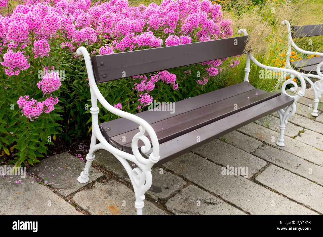Pink Phloxes behind Metal garden bench Blooming Garden phlox Flowers Stock Photo