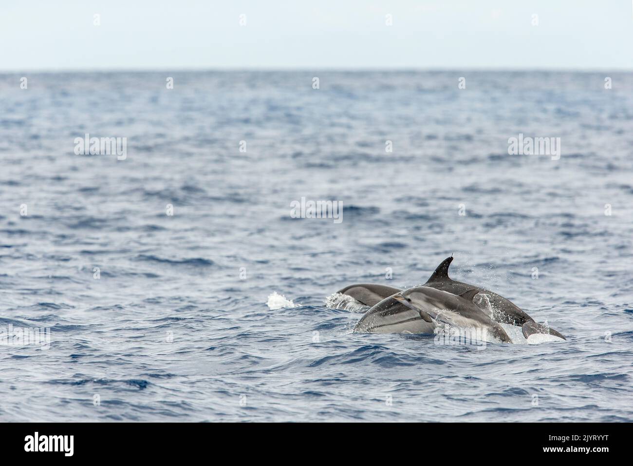 Common dolphin with baby calf (Delphinus delphis) jumping over the waves. They are the most abundant cetacean in the world, with a global population of about six million, Horta island (Faial), Azores, Portugal, Atlantic ocean Stock Photo