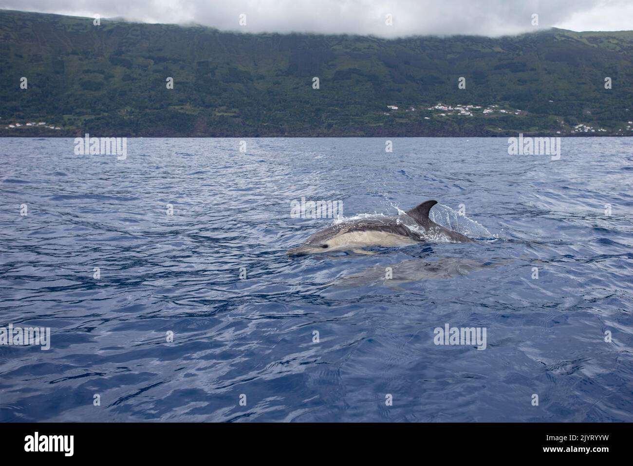 Common dolphin surfacing (Delphinus delphis) jumping over the waves. They are the most abundant cetacean in the world, with a global population of about six million, Horta island (Faial), Azores, Portugal, Atlantic ocean Stock Photo