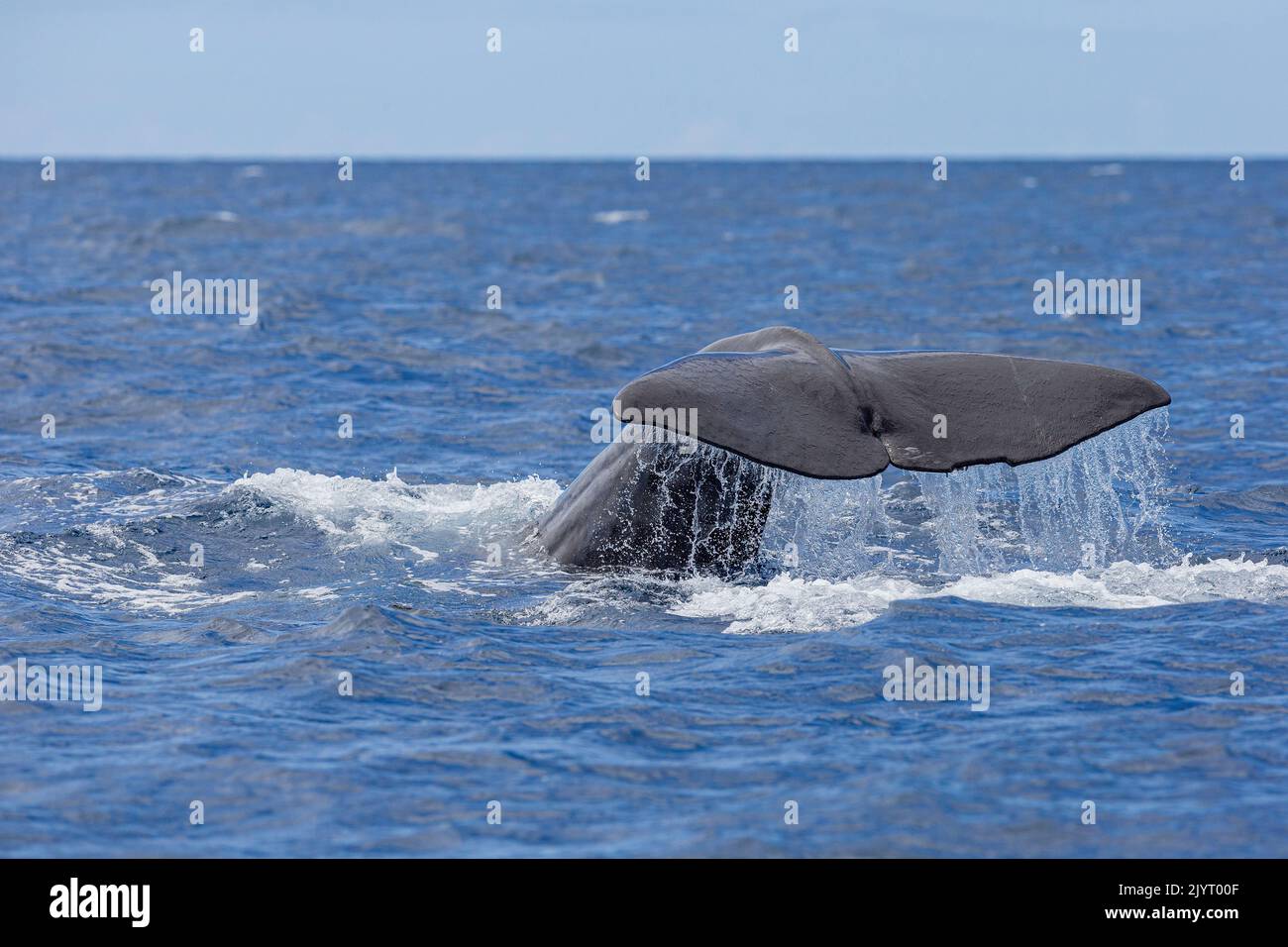 Tail of Sperm whale (Physeter macrocephalus). Vulnerable (IUCN). The sperm whale is the largest of the toothed whales. Sperm whales are known to dive as deep as 1,000 meters in search of squid to eat. Azores, Portugal, Atlantic Ocean. Stock Photo