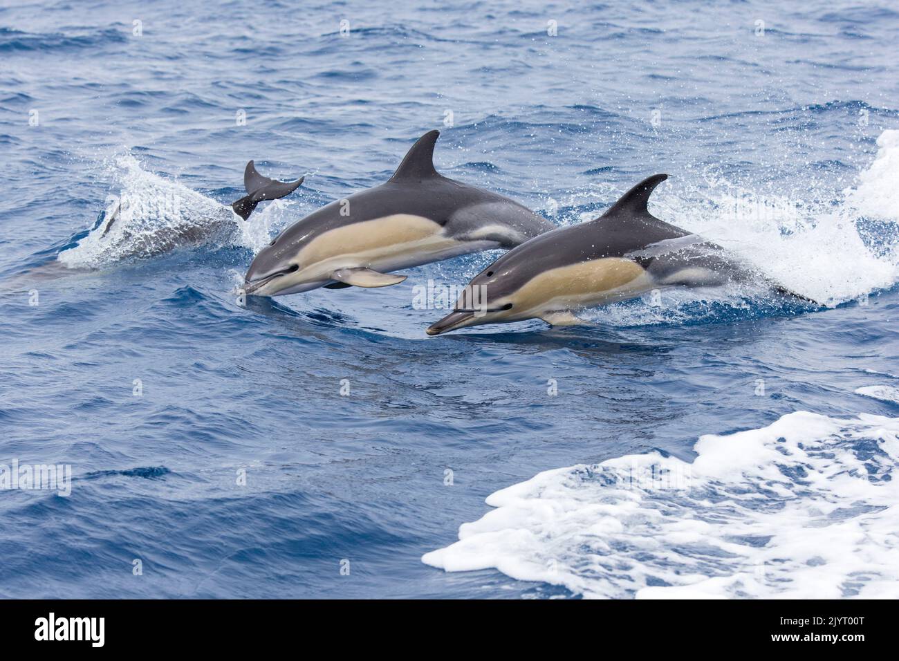 Common dolphin (Delphinus delphis) jumping over the waves. They are the most abundant cetacean in the world, with a global population of about six million, Horta island (Faial), Azores, Portugal, Atlantic ocean Stock Photo