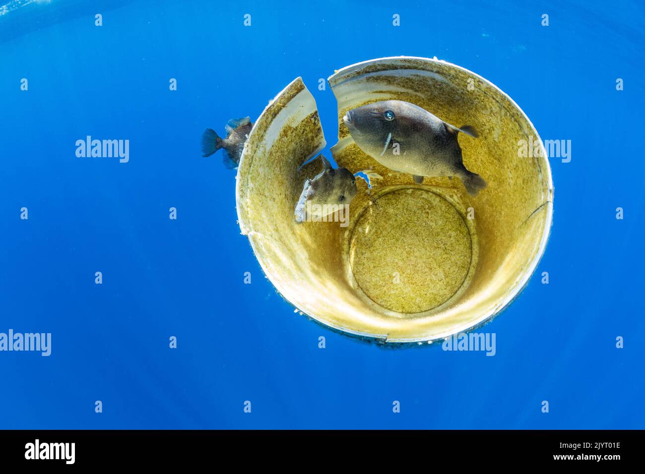 Grey triggerfish, (Balistes capriscus) seek shelter under and within a Plastic bucket floating on the surface. Azores, Portugal, Atlantic Ocean. Stock Photo