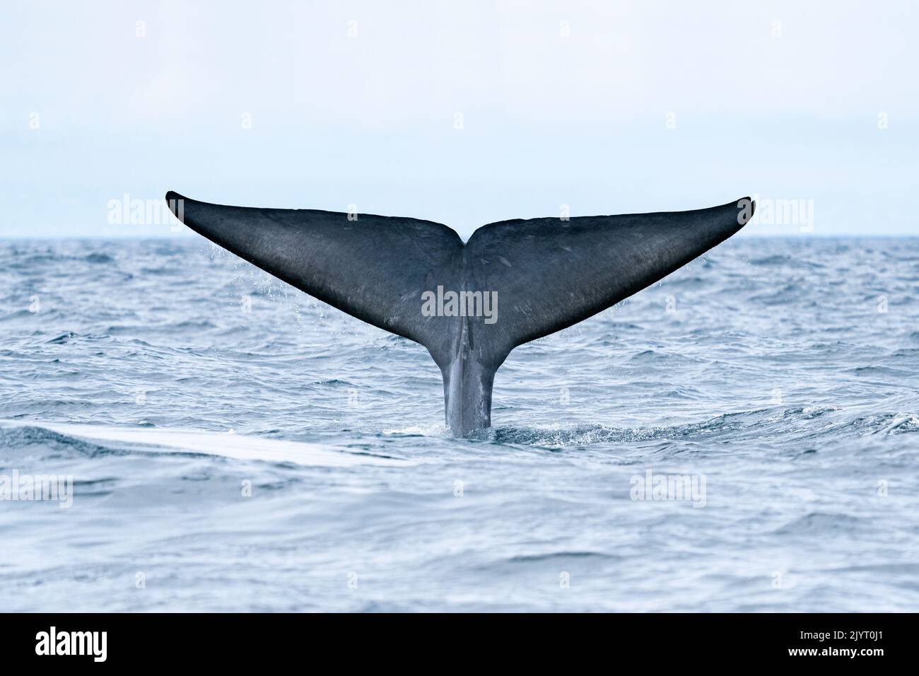 Tail of Blue whale diving (Balaenoptera musculus) Reaching a maximum confirmed length of 30 meters and weighing up to 200 tons, it is the largest animal known to have ever existed. Azores, Portugal, Atlantic Ocean. Stock Photo