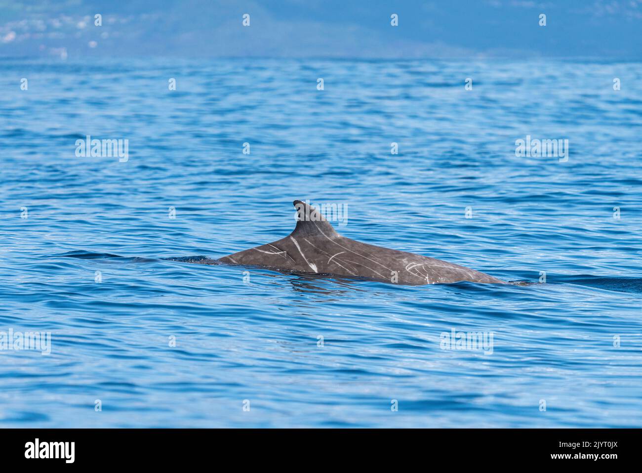 Cuvier's beaked whale or goose-beaked whale (Ziphius cavirostris) dorsal fin surfacing. Azores, Portugal, Atlantic Ocean. Stock Photo