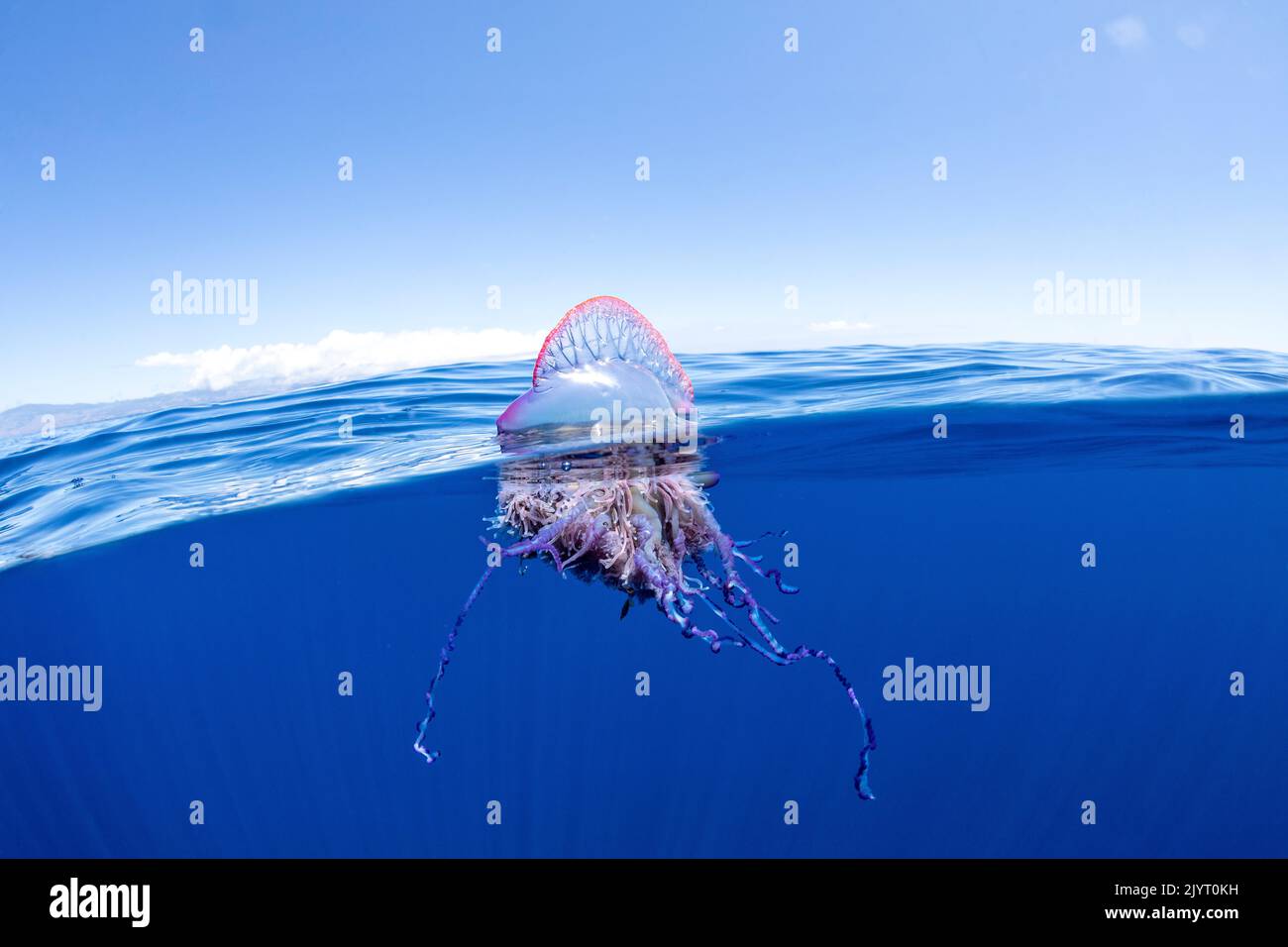 The Portuguese man o' war (Physalia physalis), also known as the man-of-war, a marine hydrozoan floating on the surface. Azores, Portugal, Atlantic Ocean. Stock Photo