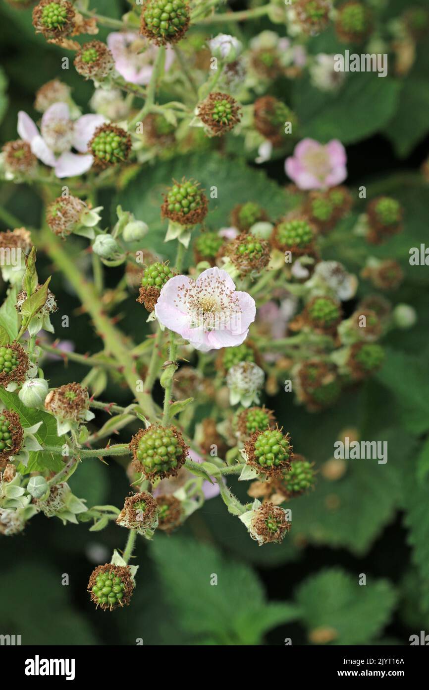Pale pink bramble, Rubus fruticosus, flowers in close up with ripening green fruits and a background of blurred leaves, fruits and buds. Stock Photo