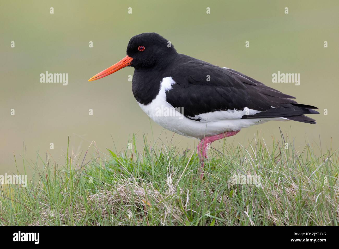 Eurasian Oystercatcher (Haematopus ostralegus), side view of an adult standing on the ground, Southern Region, Iceland Stock Photo
