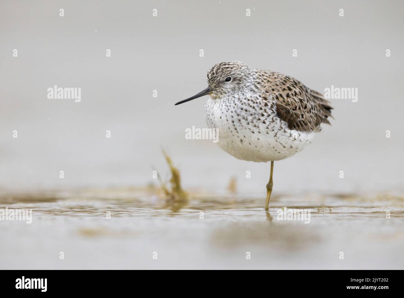 Marsh Sandpiper (Tringa stagnatilis), front view of an adult resting on a single leg, Campania, Italy Stock Photo