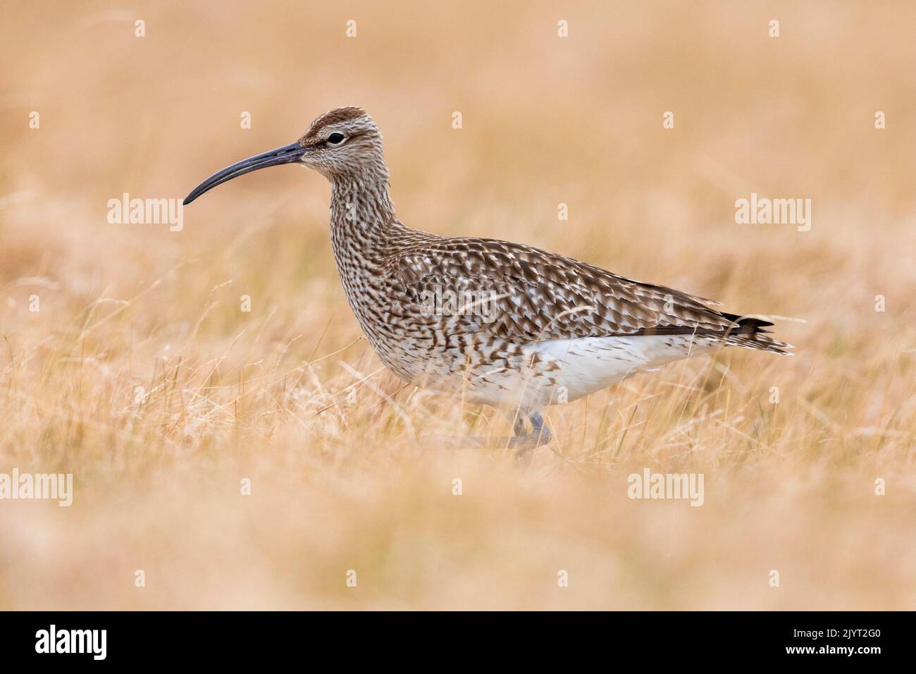 Eurasian Whimbrel (Numenius phaeopus), side view of an adult standing on the ground, Western Region, Iceland Stock Photo