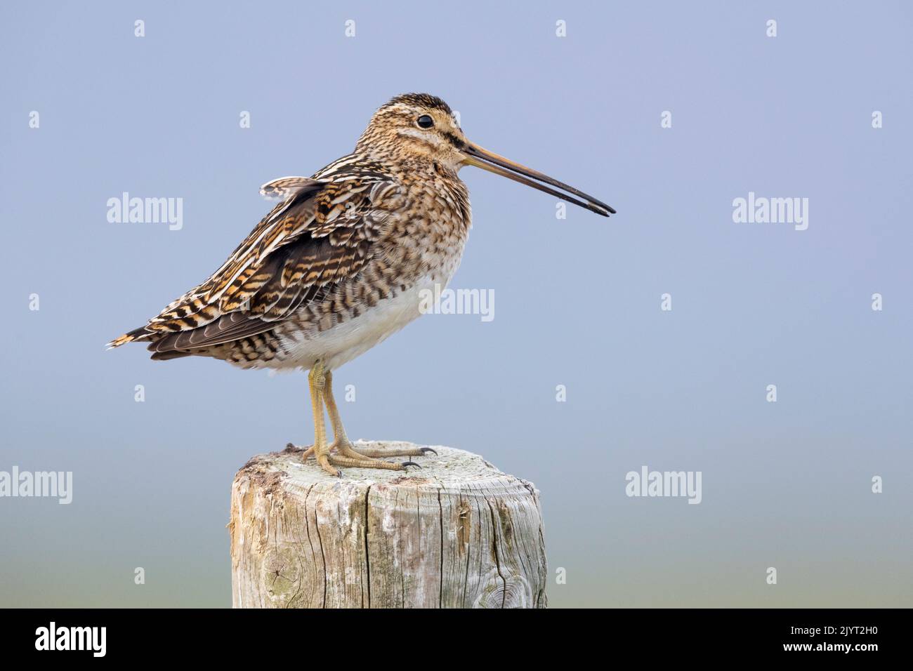 Common Snipe (Gallinago gallinago faeroeensis), side view of an adult standing on a fence post, Southern Region, Iceland Stock Photo