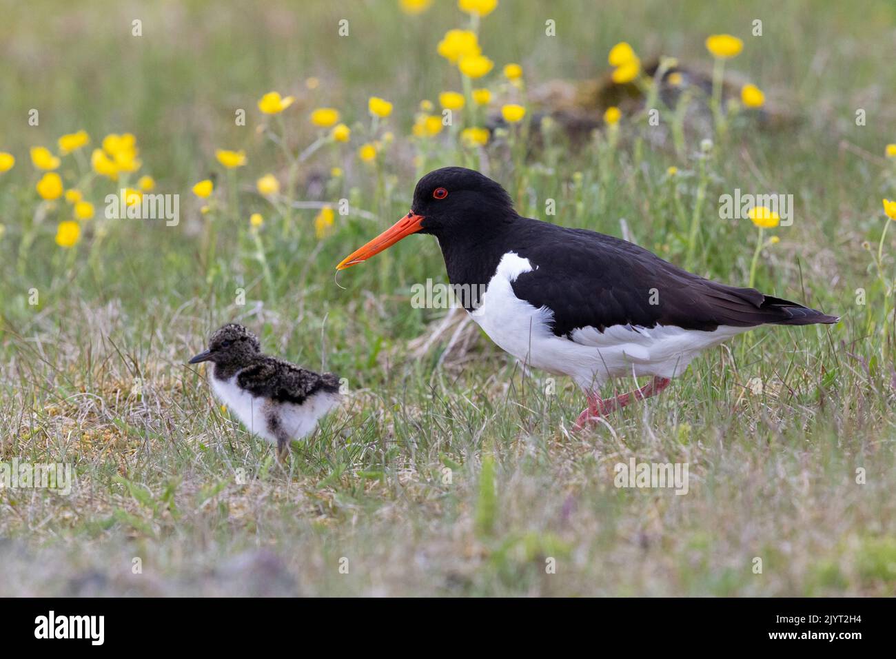Eurasian Oystercatcher (Haematopus ostralegus), side view of an adult standing on the ground with a chick, Southern Region, Iceland Stock Photo