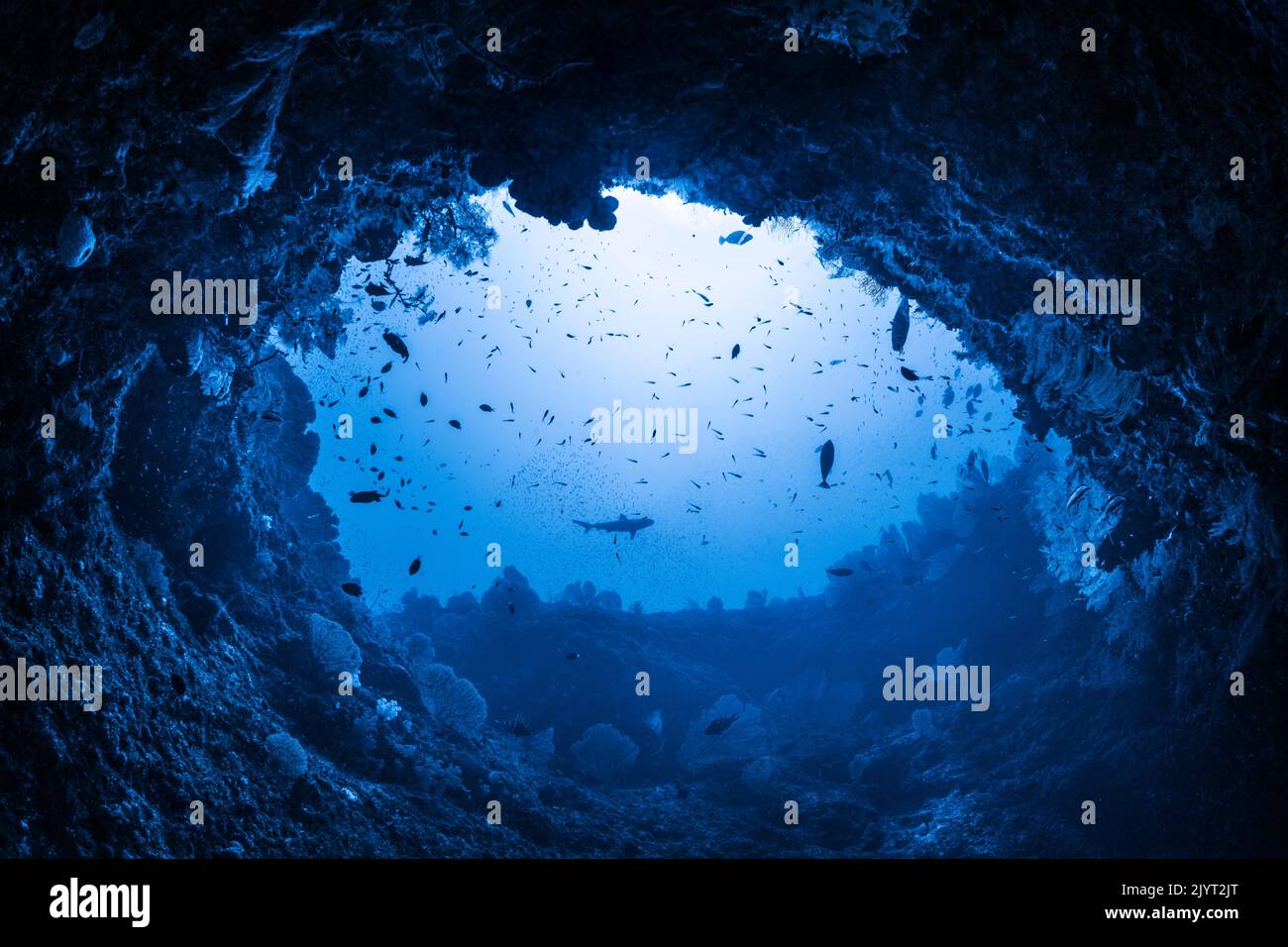 Under the Hole, the door to the mesophotic zone, under an arch in natural light at a depth of 60 metres. Mayotte Stock Photo