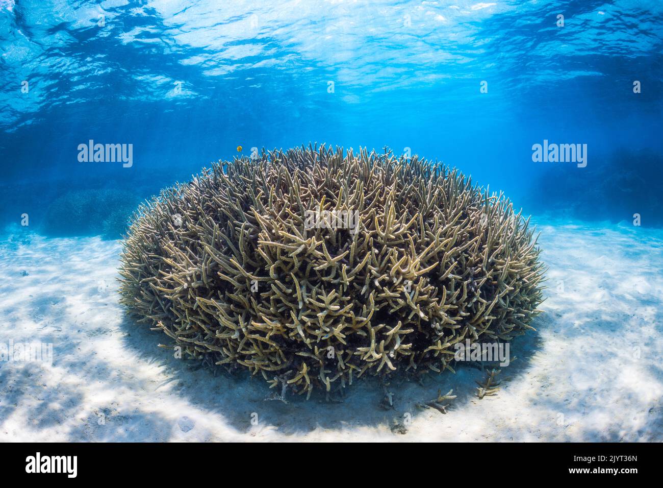 Ball shaped coral (Acropora sp) in the lagoon of Mayotte. Stock Photo