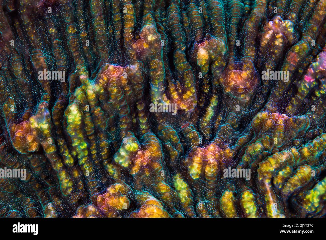 Detail of a coral of the genus Echinophyllia or Oxypora, Mayotte Stock Photo