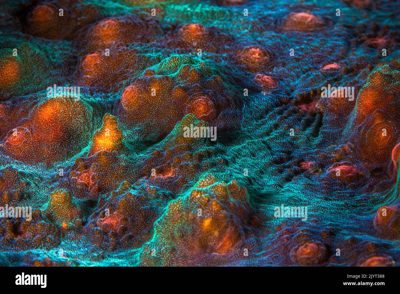 Coral encrusting at 50 meters depth, Mayotte Stock Photo