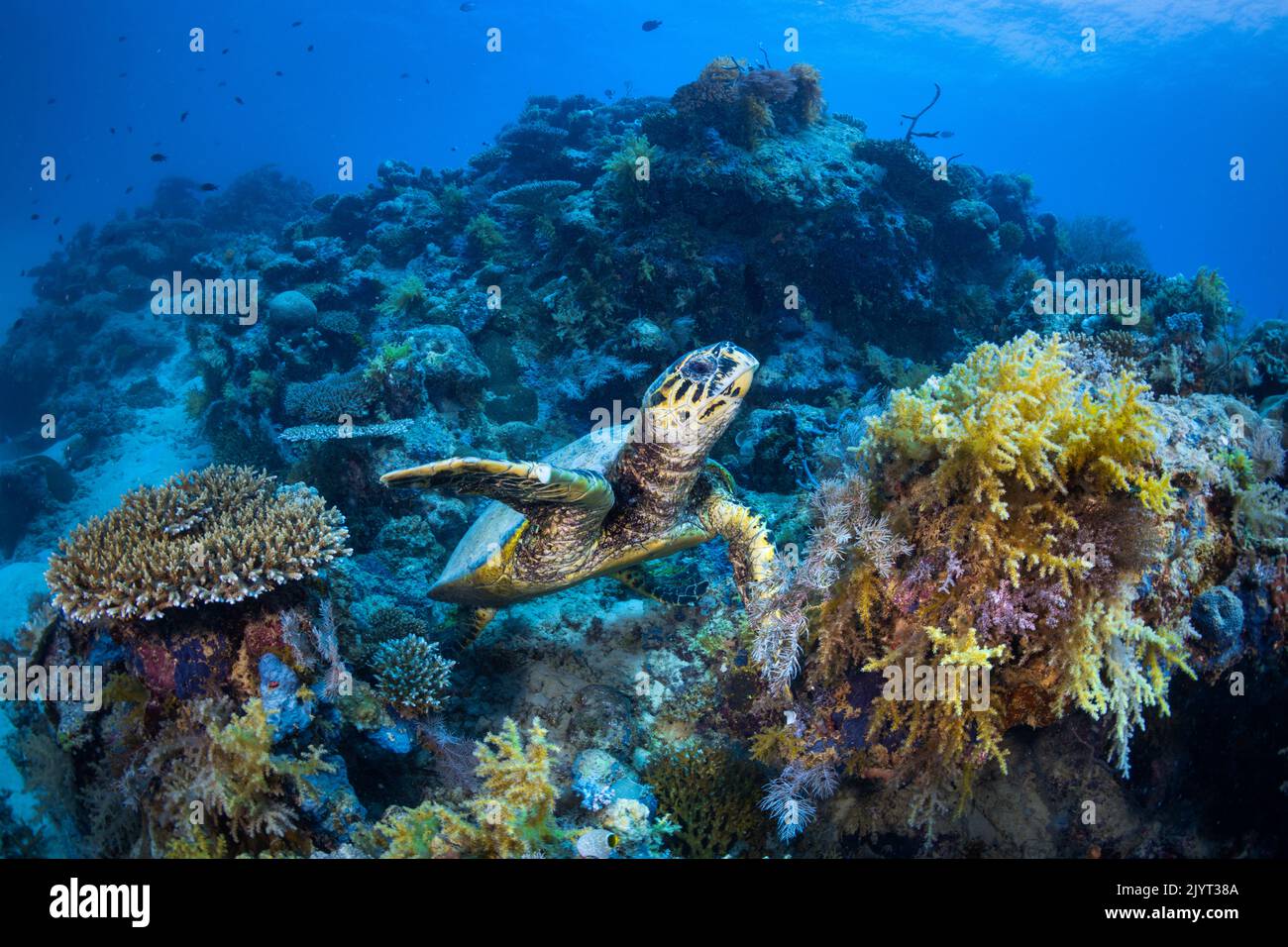 Hawksbill turtle (Eretmochelys imbricata) in the S. pass, Mayotte Stock Photo