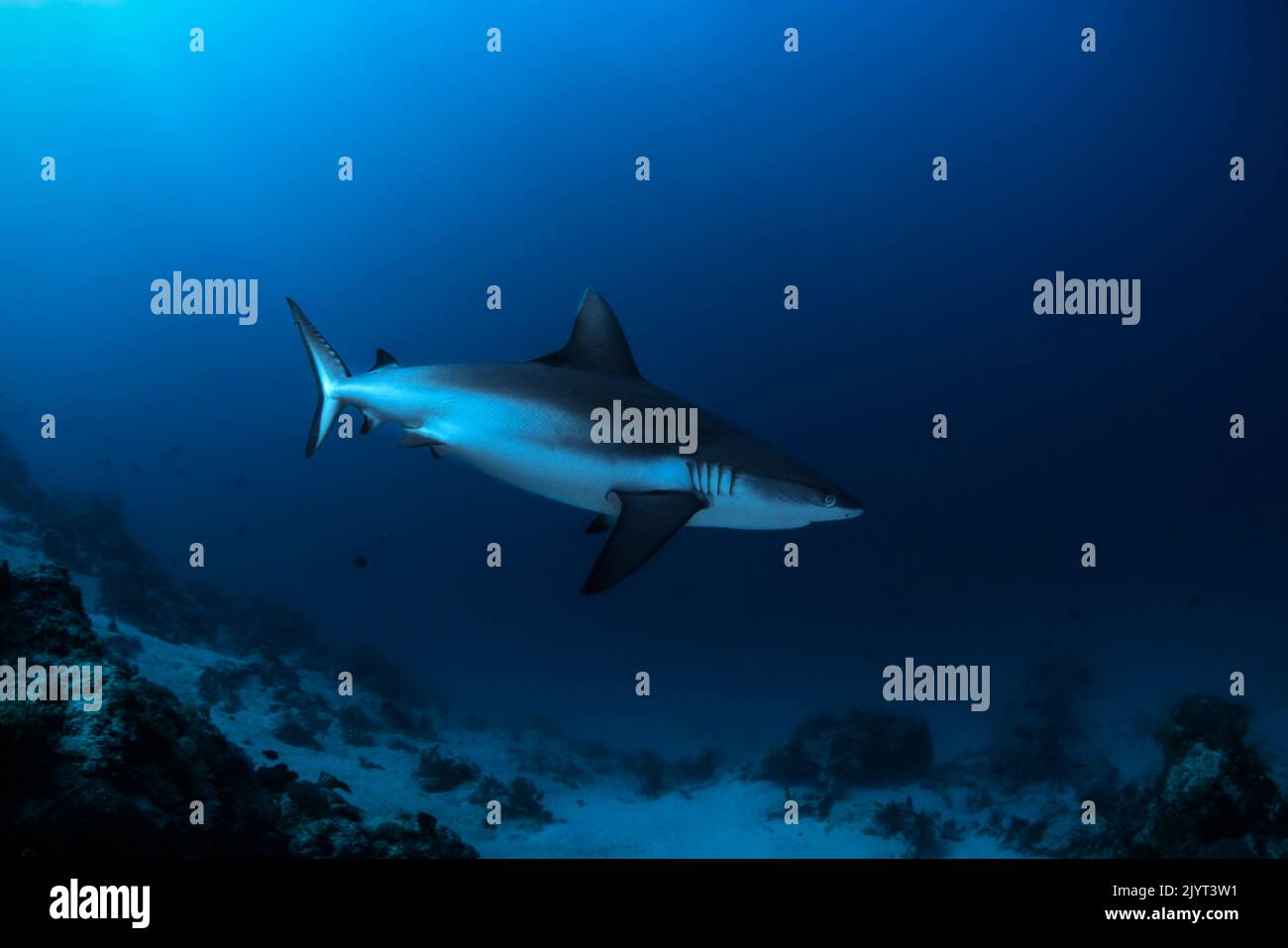 Grey reef shark (Carcharhinus amblyrhynchos) swimming above the bottom, 'Vivier' dive site, Mayotte Stock Photo