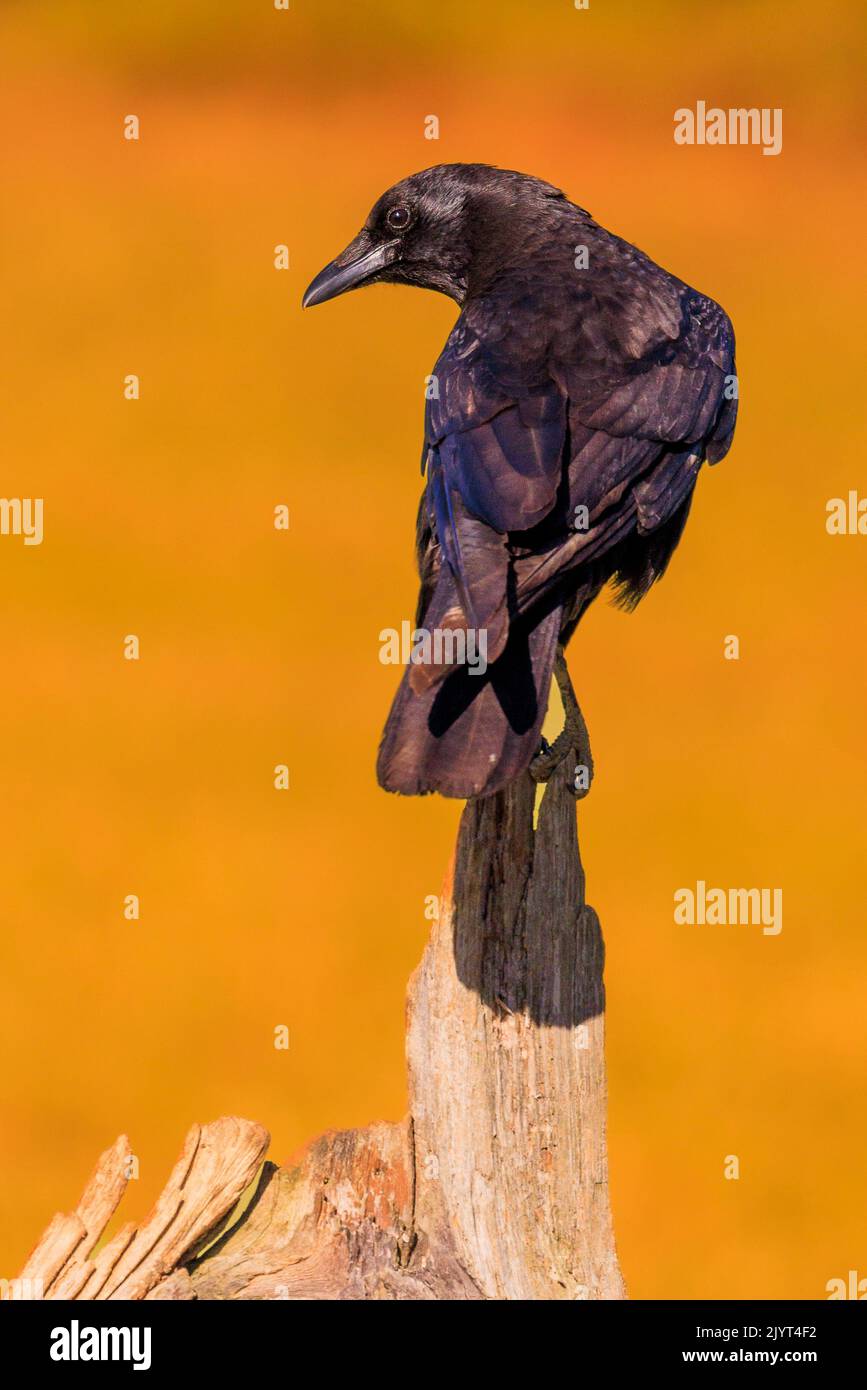 Carrion Crow (Corvus corone), on a dead tree trunk, Spain Stock Photo