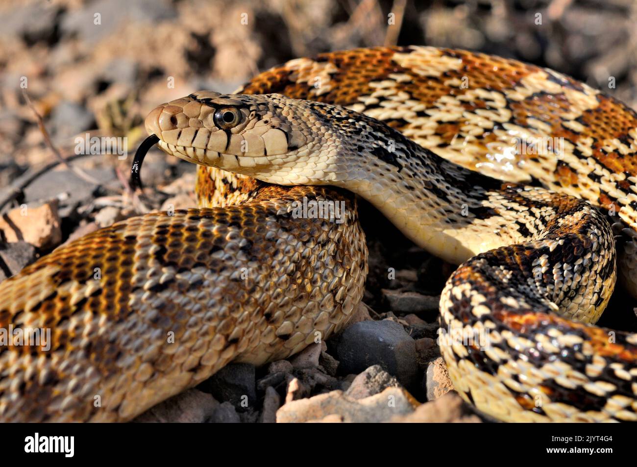 Sonoran gopher snake (Pituophis catenifer affinis), Sonora desert Stock Photo