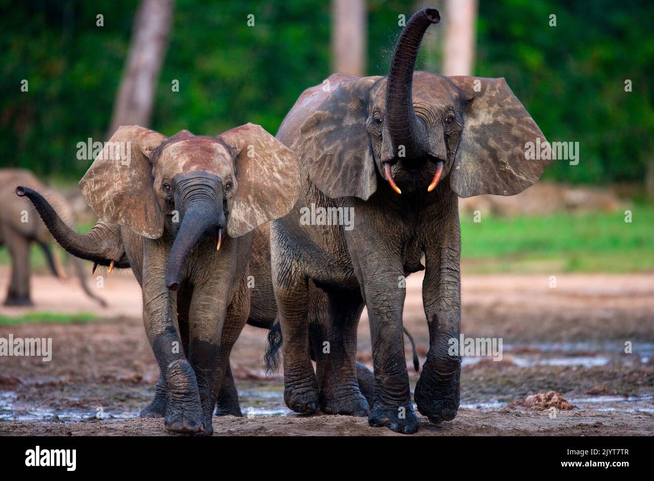 Elephants in rainforest hires stock photography and images Alamy