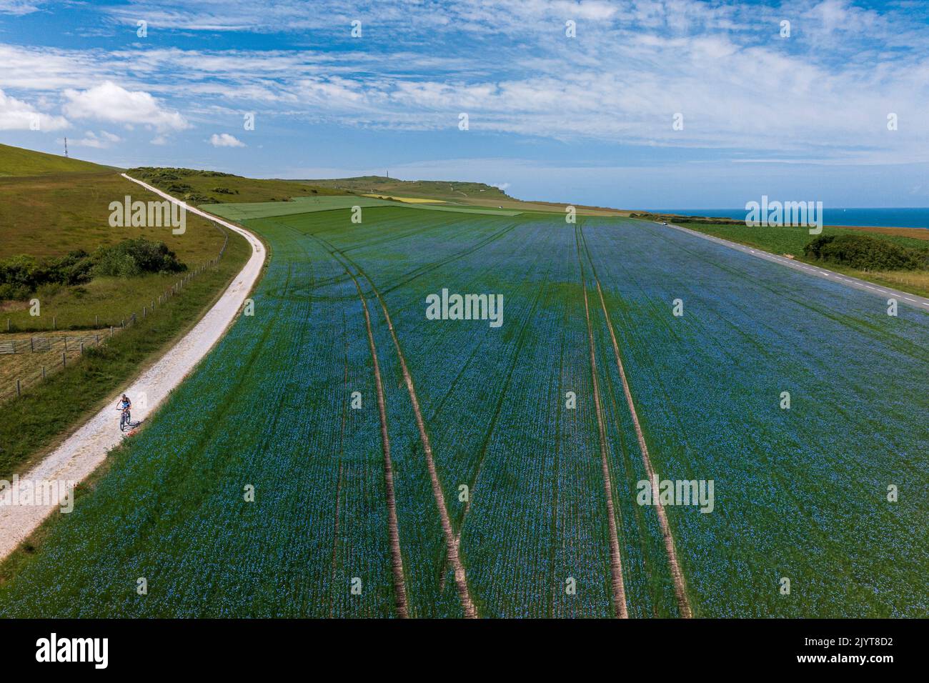 Flax field in bloom in spring, Pas de Calais, France Stock Photo