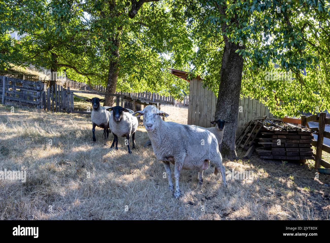 Sheep in a private garden, summer, Moselle, France Stock Photo