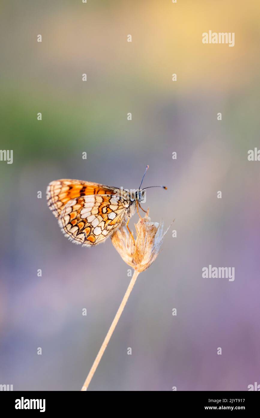 Meadow Fritillary (Melitaea parthenoides) on a dried flower in summer, Var, France Stock Photo
