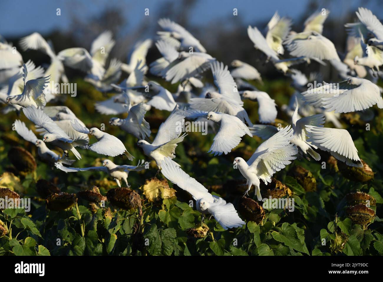 A flock of Corellas (a member of the cockatoo family) are seen feeding