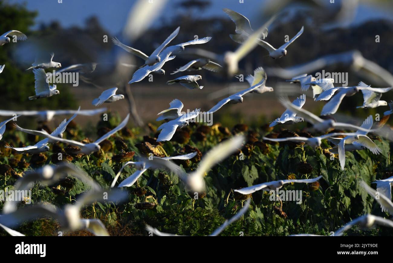A flock of Corellas (a member of the cockatoo family) are seen feeding
