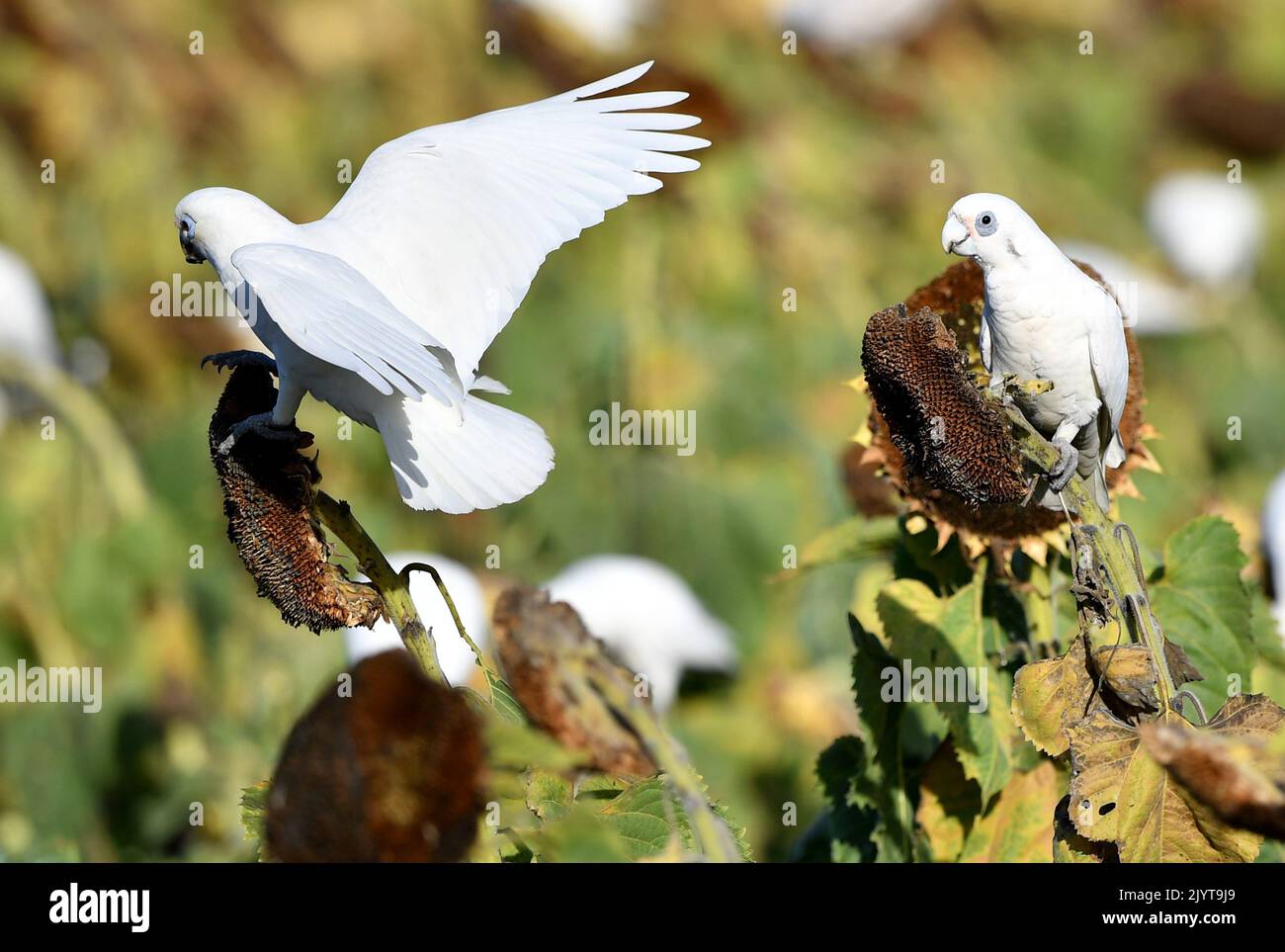 Corellas (a member of the cockatoo family) are seen feeding on a