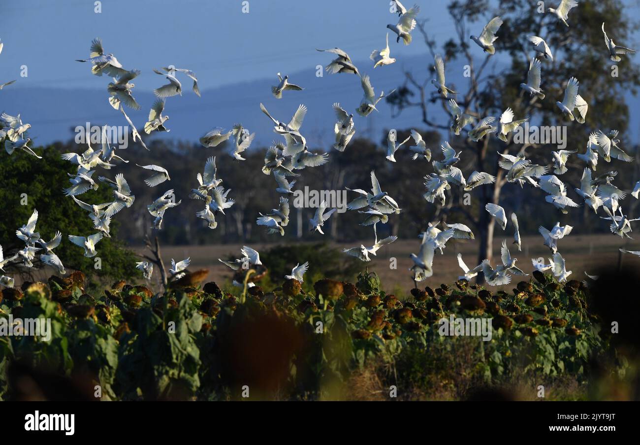A flock of Corellas (a member of the cockatoo family) are seen feeding