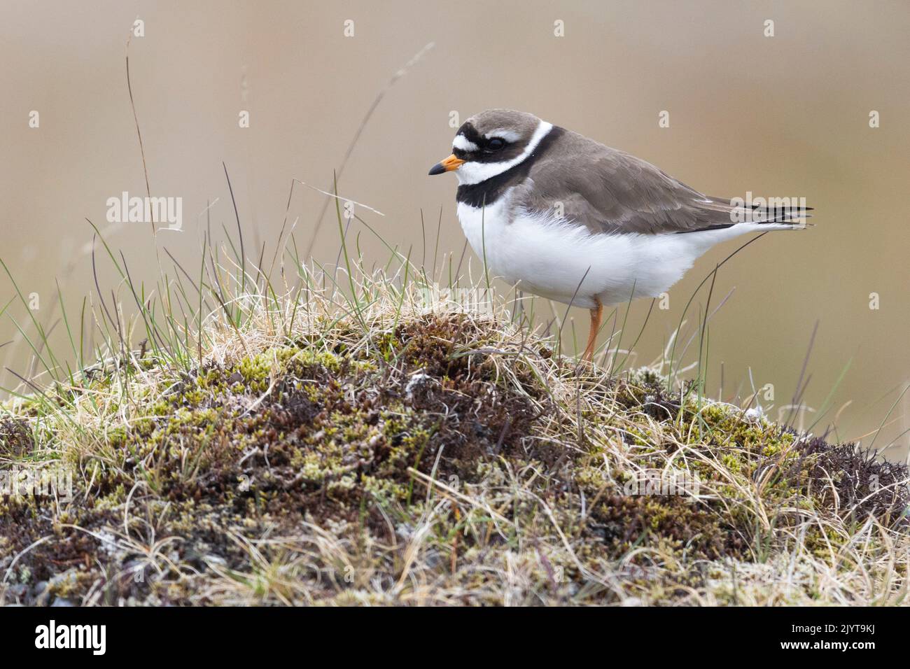 Ringed Plover (Charadius hiaticula psammodromus), side view of an adult standing on the ground, Southern Region, Iceland Stock Photo