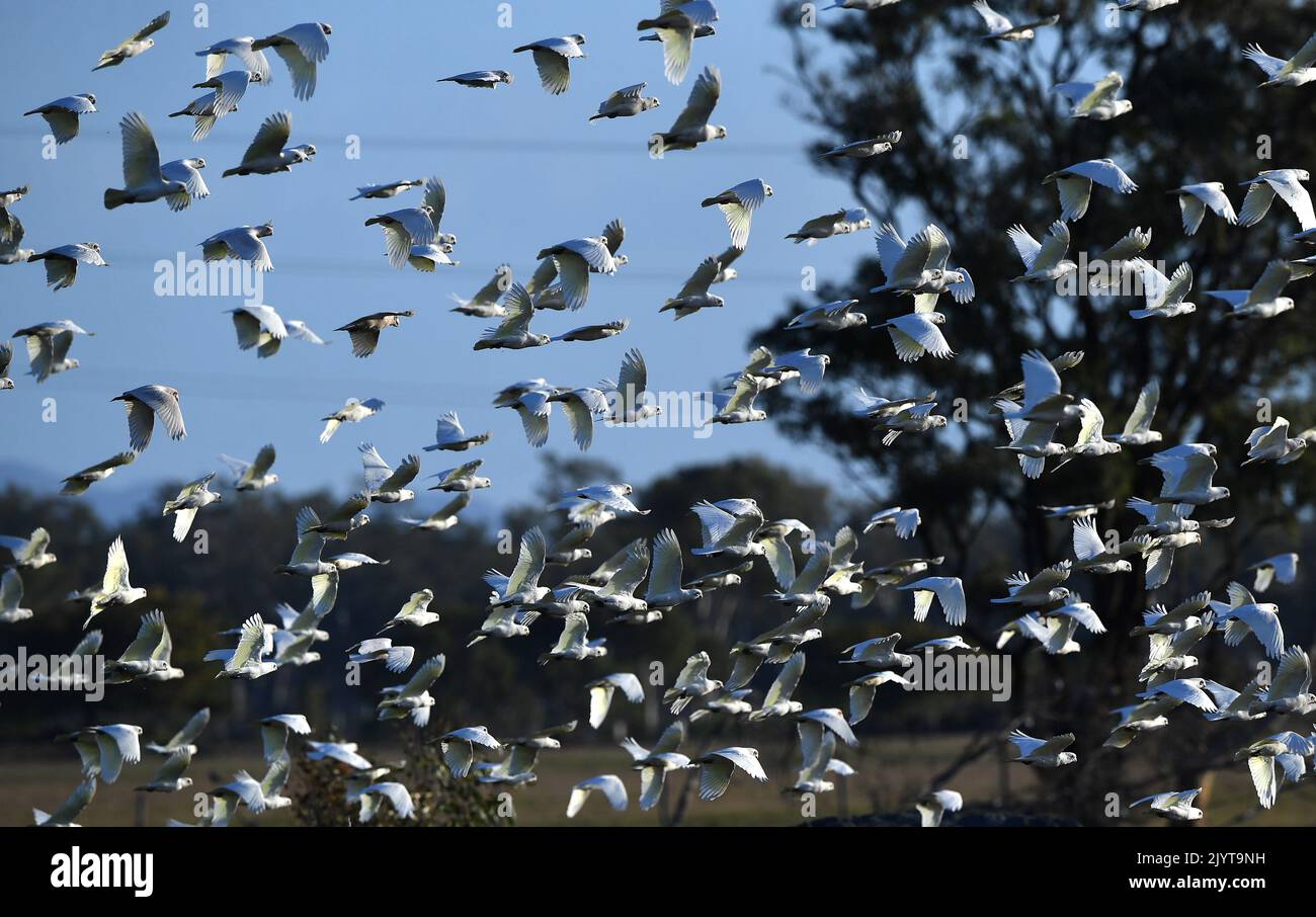A flock of Corellas (a member of the cockatoo family) are seen fflying