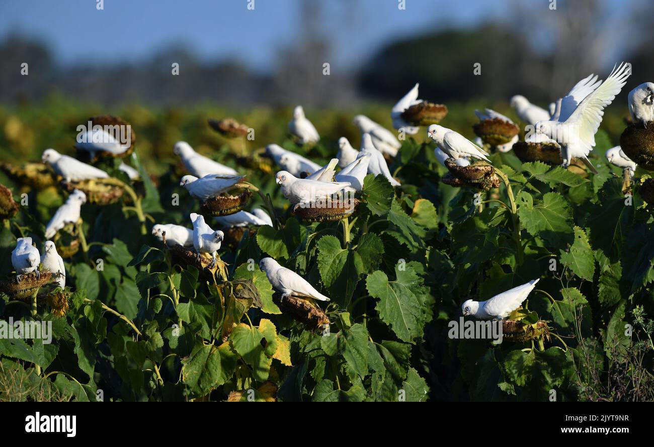 A flock of Corellas (a member of the cockatoo family) are seen feeding