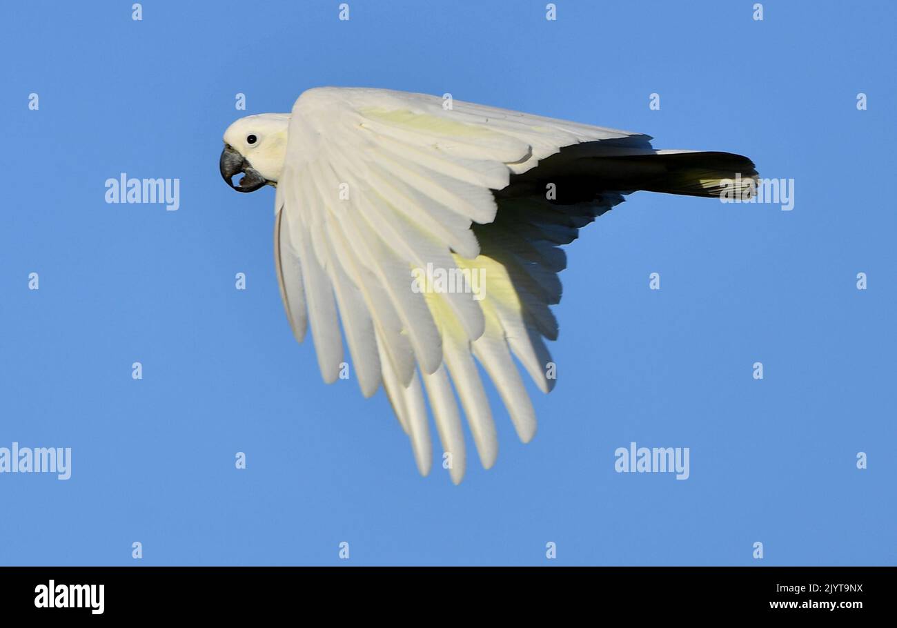 A Corella (a member of the cockatoo family) is seen flying over a