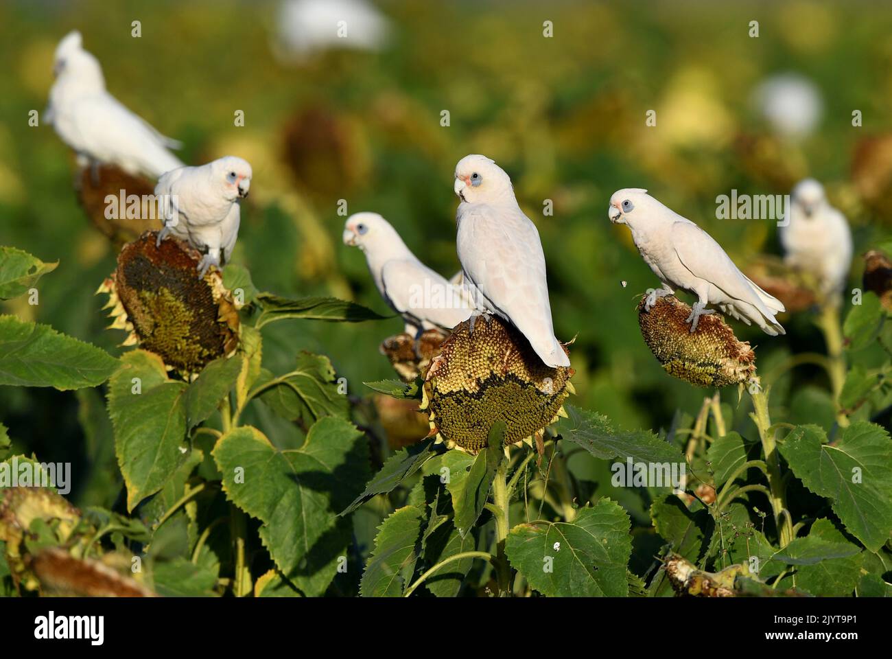 A flock of Corellas (a member of the cockatoo family) are seen feeding