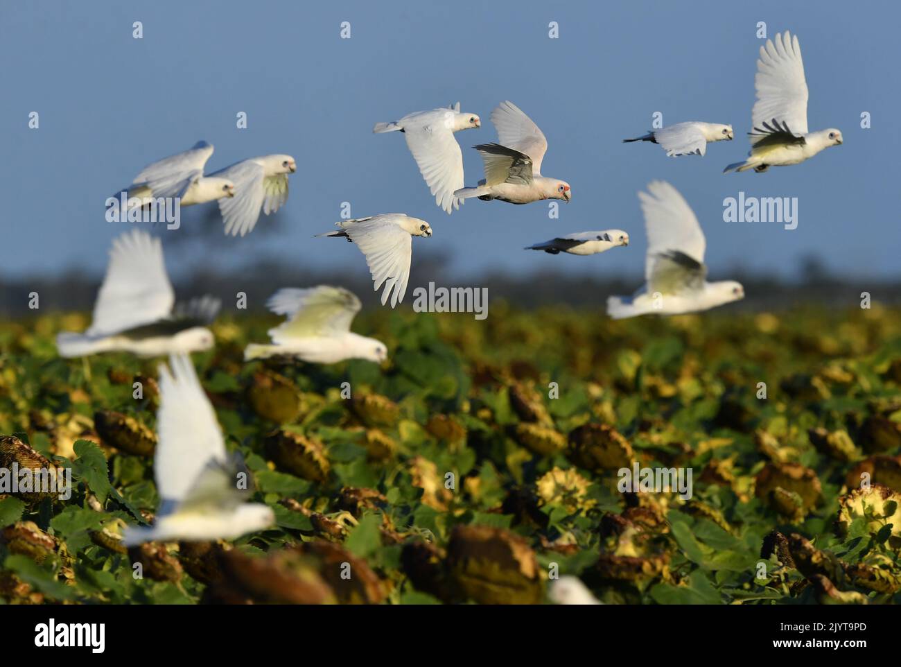 A flock of Corellas (a member of the cockatoo family) are seen flying