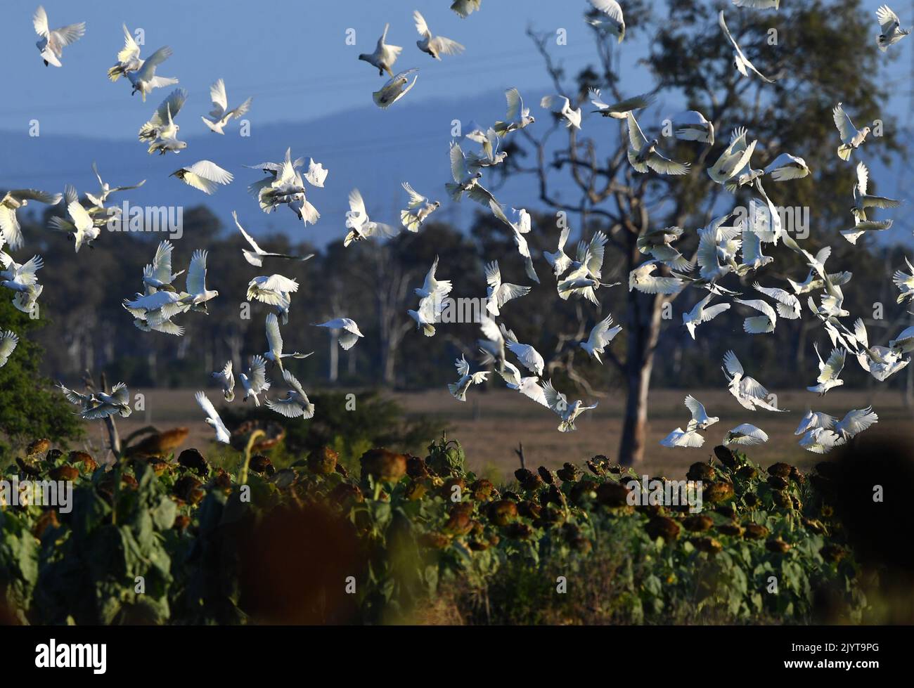 A flock of Corellas (a member of the cockatoo family) are seen feeding