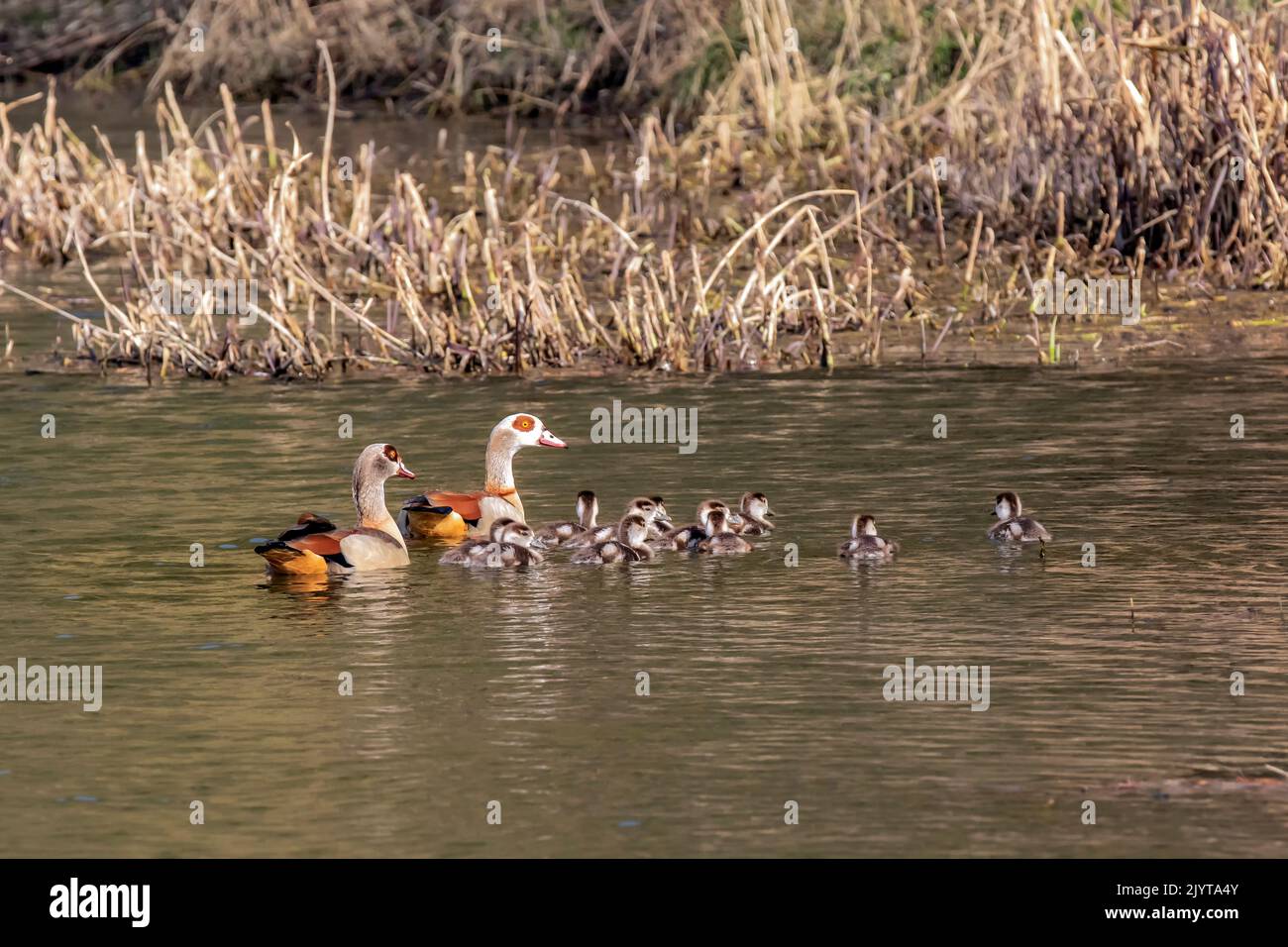 Egyptian goose (Alopochen aegyptiacus), pair with chicks on the water in spring, Moselle riverbank near Liverdun, Lorraine, France Stock Photo