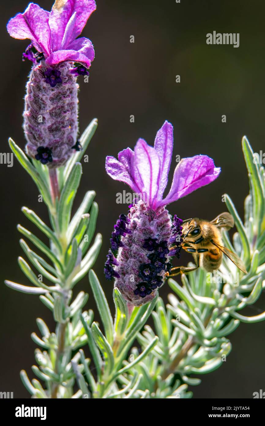Honey bee (Apis mellifera), foraging for a butterfly lavender (Lavandula stoecha) flower in spring, Maquis in a forest of the Maures, around Hyeres, Var, France Stock Photo