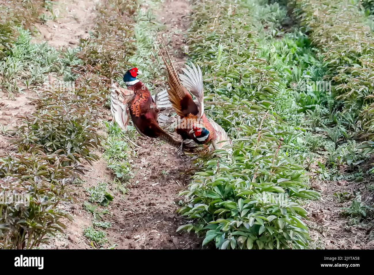 Ring-necked Pheasant (Phasianus colchicus), fight of two males in a cultivated field in spring, around La Londe-les-Maures, Var, France Stock Photo